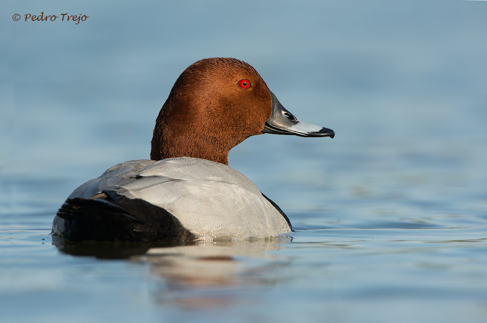 Porron común (Aythya ferina)